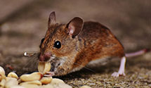 24 Hour & Emergency Exterminators in Shulls Mills, NC